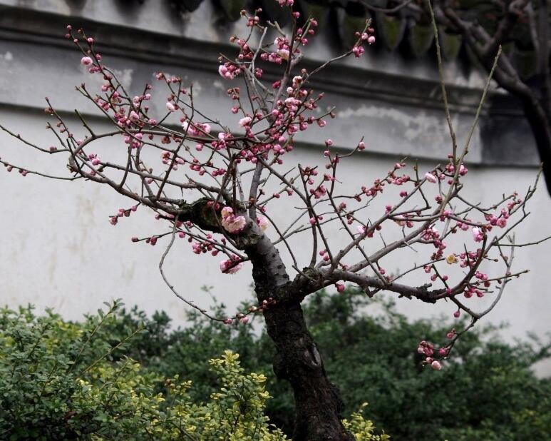 梅花種子種植方法是什麼