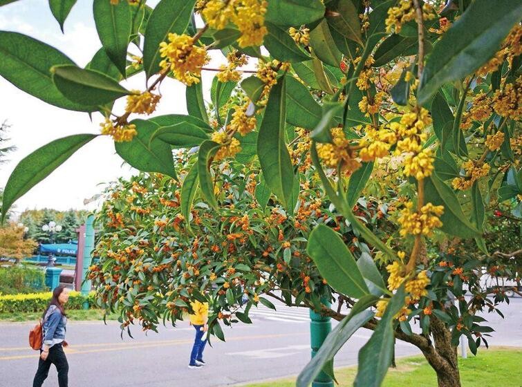 桂花移栽後多久活過來