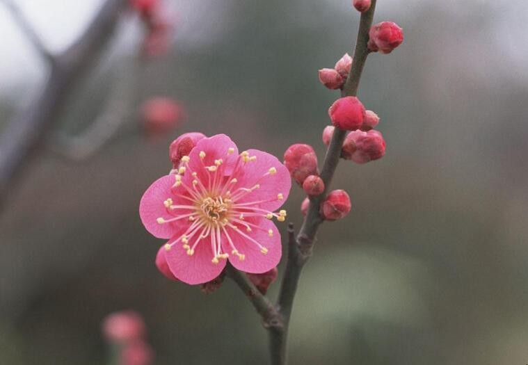 梅花幾月修剪