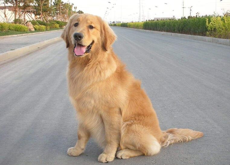 金毛犬怎麼飼養