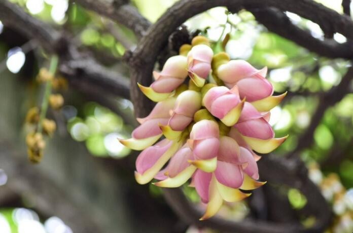 禾雀花什麼時候開