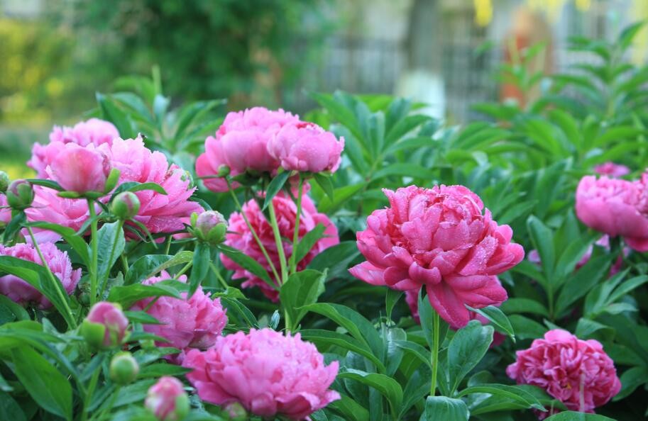 芍藥花好養嗎