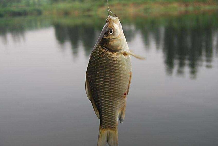 鯽魚甩籽怎麼釣