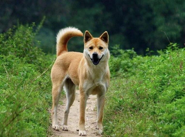 中華田園犬聰明嗎