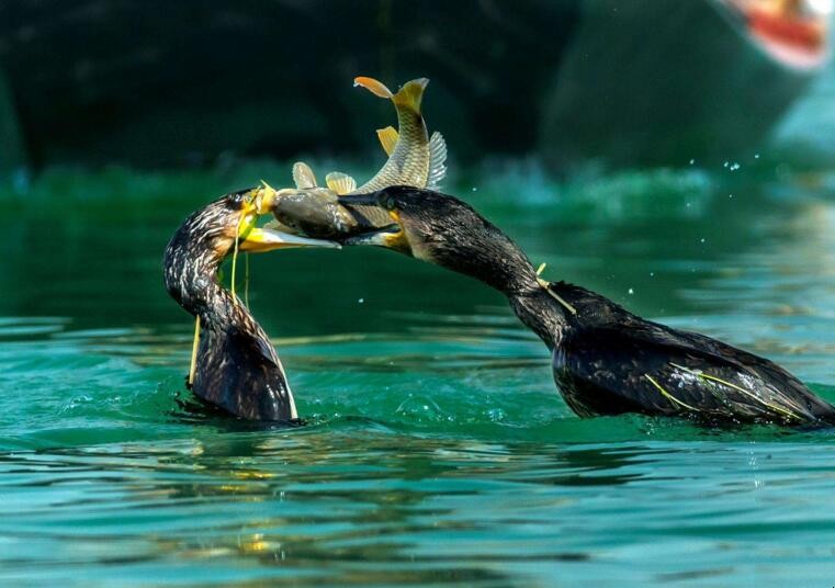 吃魚的鳥是什麼鳥呀