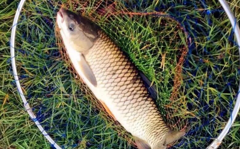 初春鯽魚上浮怎麼釣