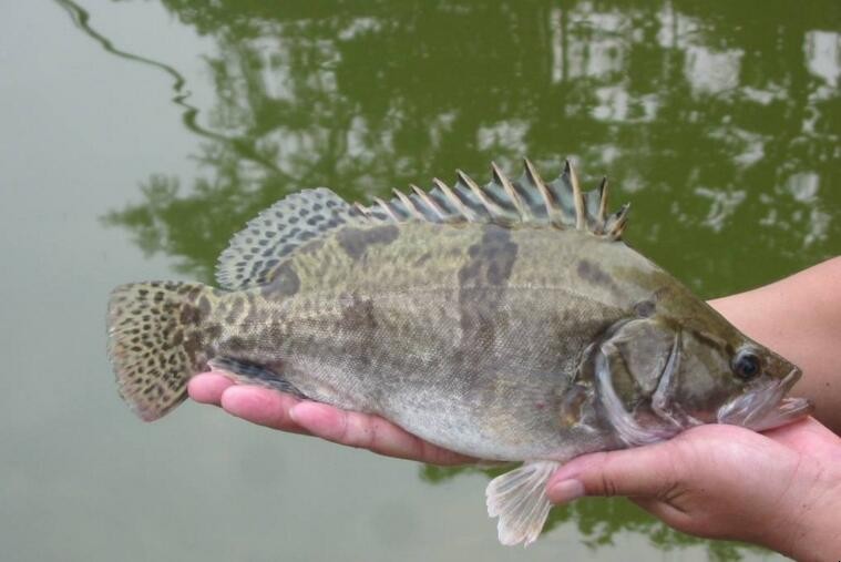 釣桂魚用什麼路亞餌