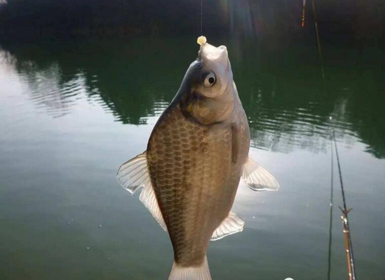 冬天釣鯽魚水深多少