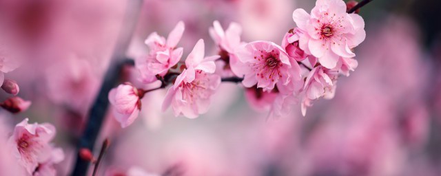 平頭臘梅怎麼做幹花 平頭臘梅做幹花的妙招