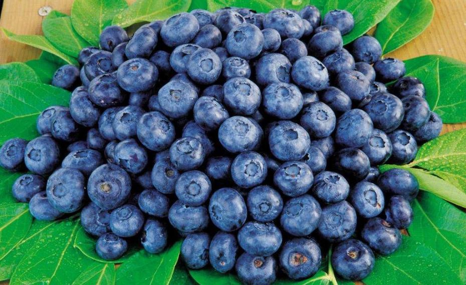 藍莓怎麼保存不會壞