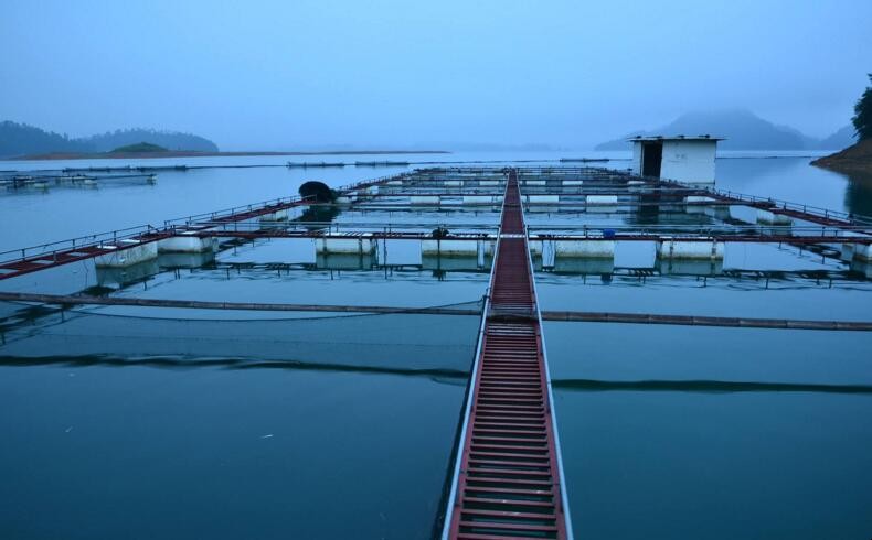 如何降低養魚成本