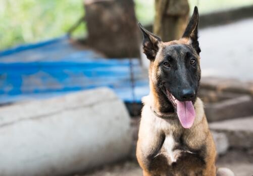 馬犬適不適合傢養