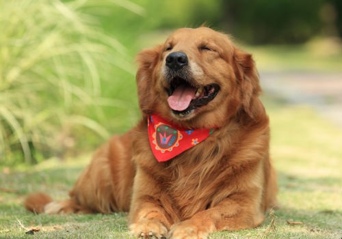 金毛犬怎麼養才好