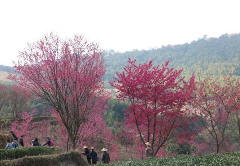 大面積種植什麼樹效益高