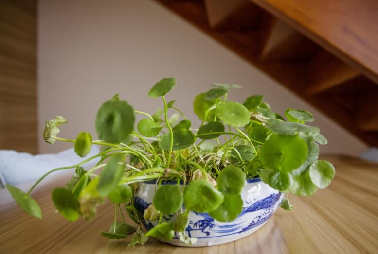 水生植物哪些好養活