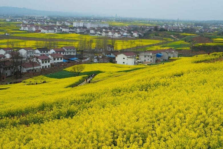 國內油菜花打卡勝地是哪些