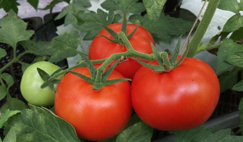 溫室番茄如何安全越夏