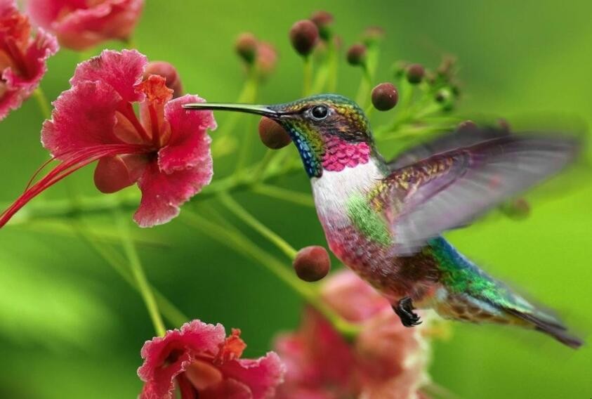 蜂鳥是國傢保護動物嗎