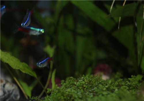 怎麼養魚不用換水