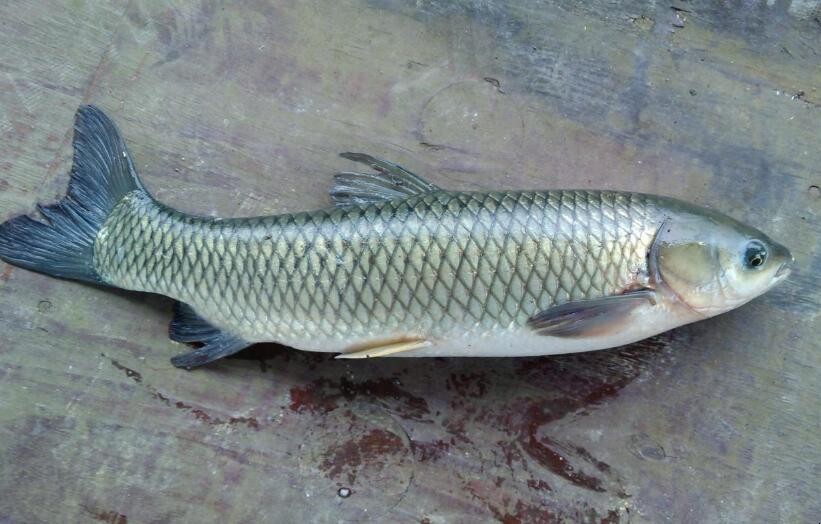 野釣草魚怎麼打窩