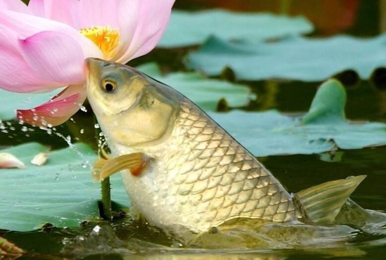 釣草魚用什麼餌最好