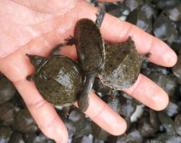 甲魚苗怎麼挑選