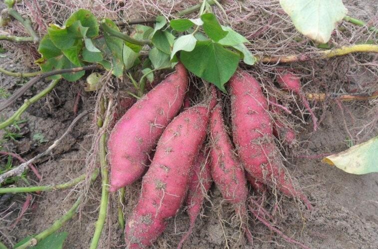 怎麼種植高產紅薯