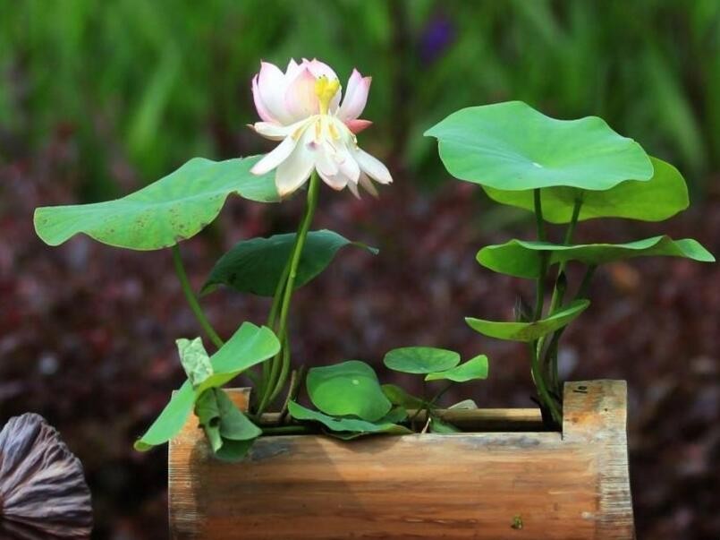 盆栽水生植物如何養殖