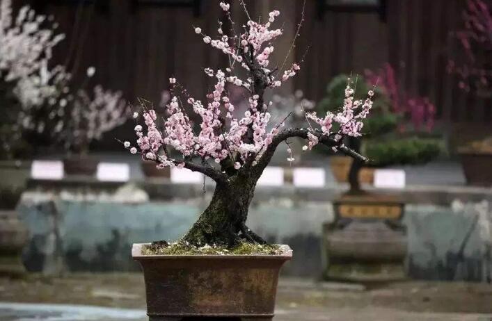 梅花盆景養護技巧有哪些