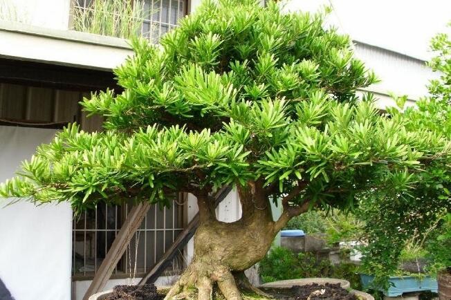 羅漢松盆景養殖技巧有哪些