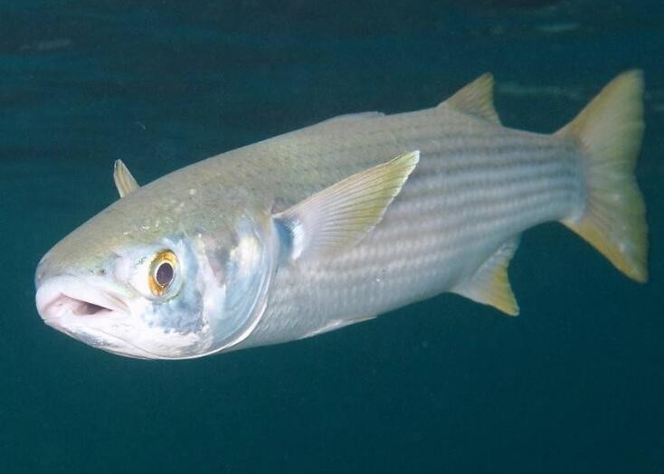 怎麼釣烏頭魚