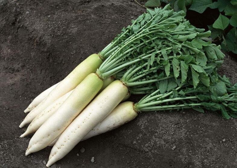 白蘿卜高產種植技巧有哪些