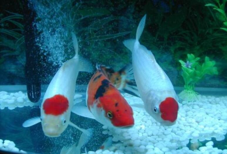 錦鯉魚怎麼養