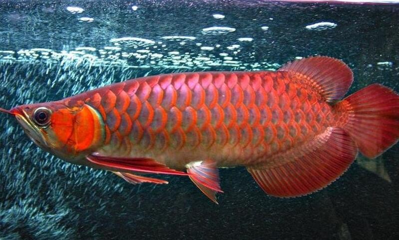 紅龍魚怎麼養