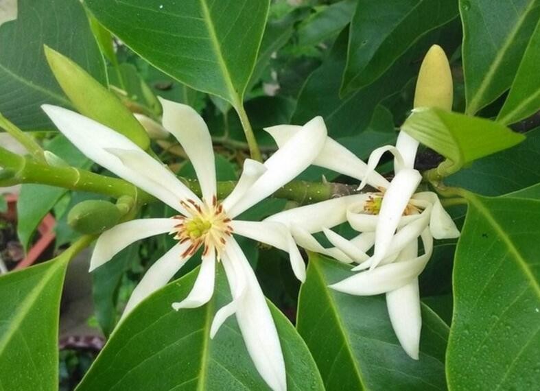 白蘭花怎麼養