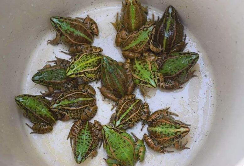 青蛙養殖註意哪些事項