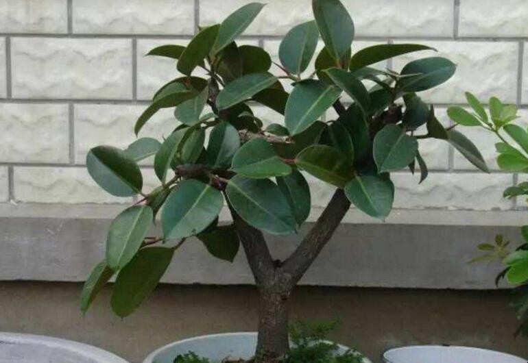 橡皮樹有毒嗎