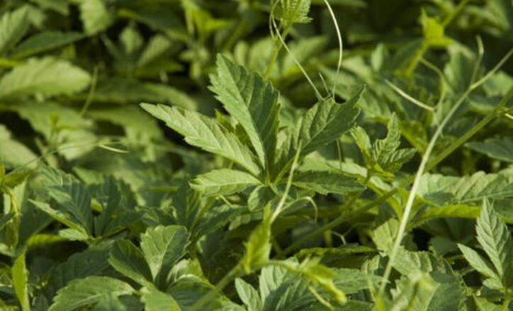 五葉絞股藍與七葉絞股藍的區別是什麼