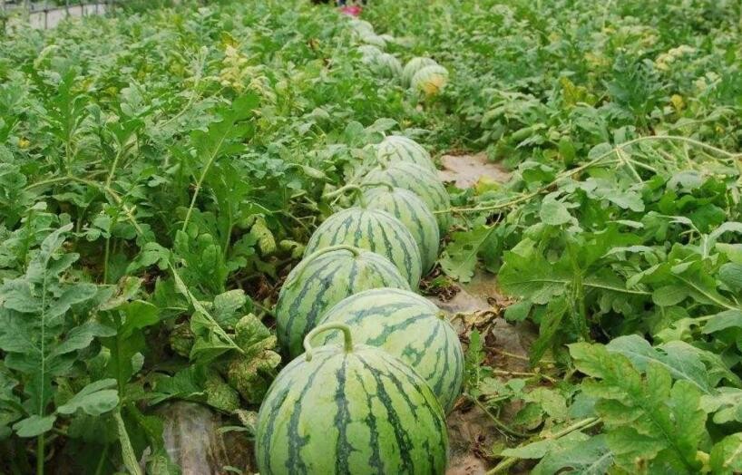 西瓜施肥技術要點有哪些