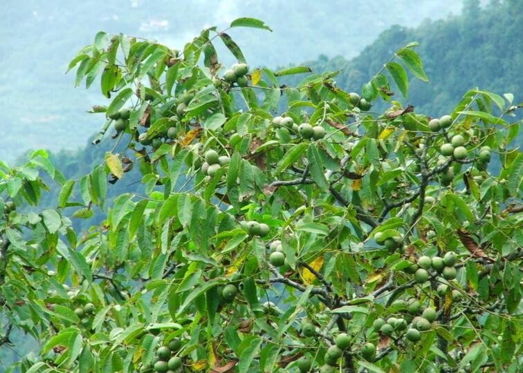 核桃移栽怎麼提高成活率