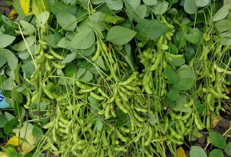 春大豆如何預防爛種