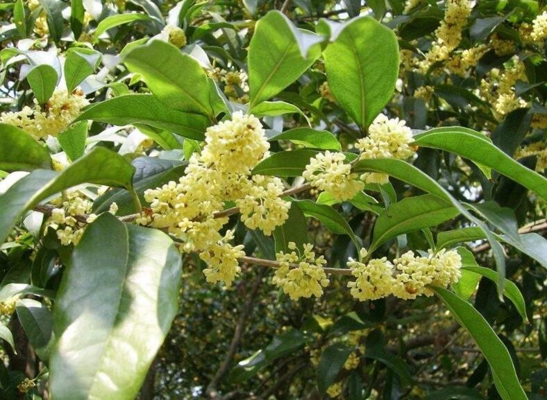 桂花什麼時候采摘比較好