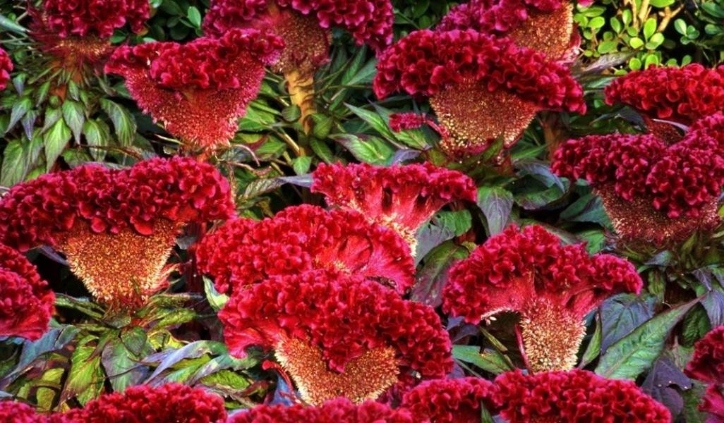 雞冠花什麼時候開花