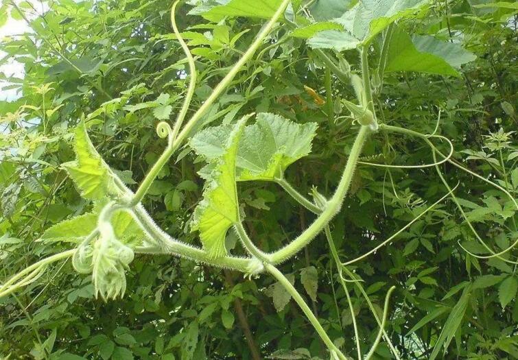 南瓜藤怎麼做種植高產
