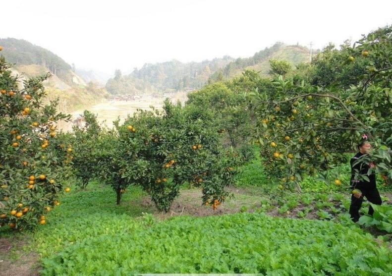 果園裡能套種哪些中藥材