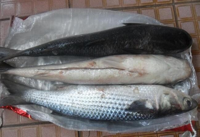 白烏魚養殖優勢是什麼
