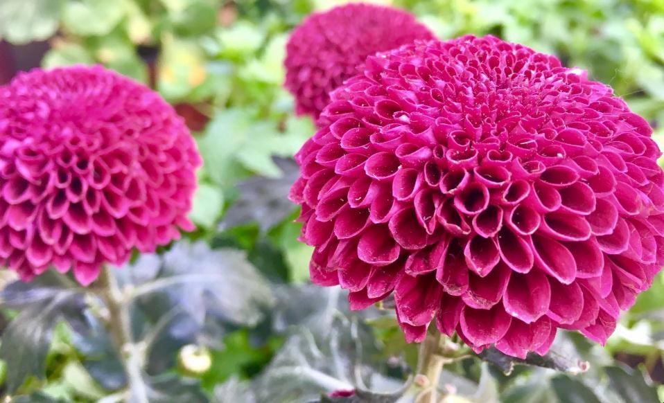 乒乓菊的花期是什麼時候
