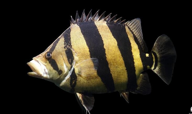 虎魚養殖方法是什麼
