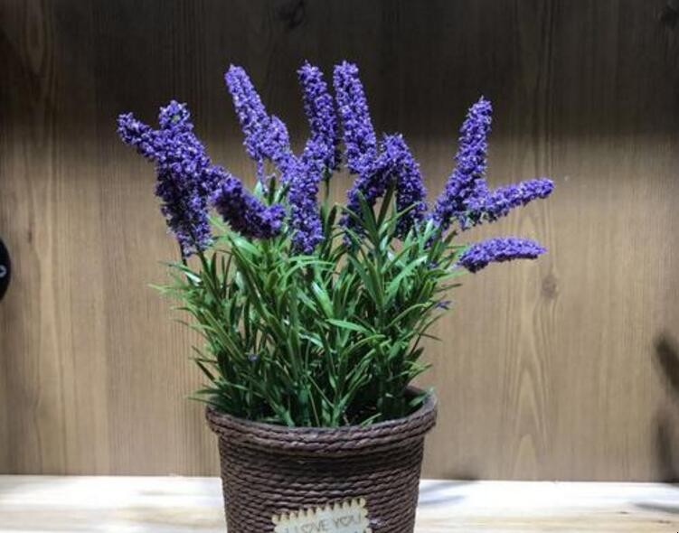 傢庭盆栽薰衣草怎麼種