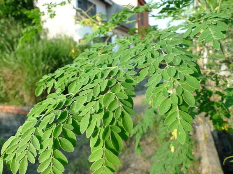 辣木的種植技術是什麼